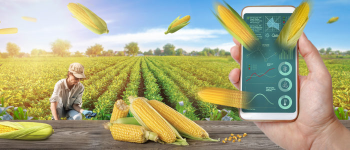 Soil web banner