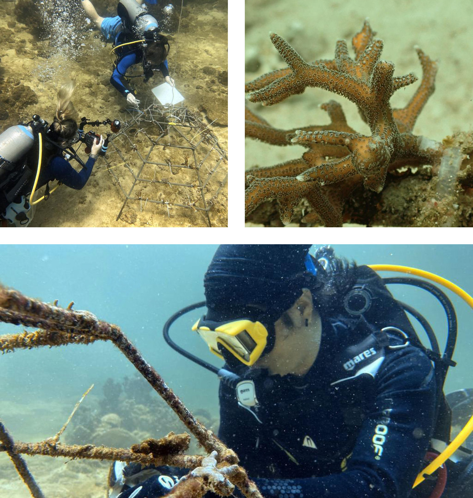 Reef Check, Brunei