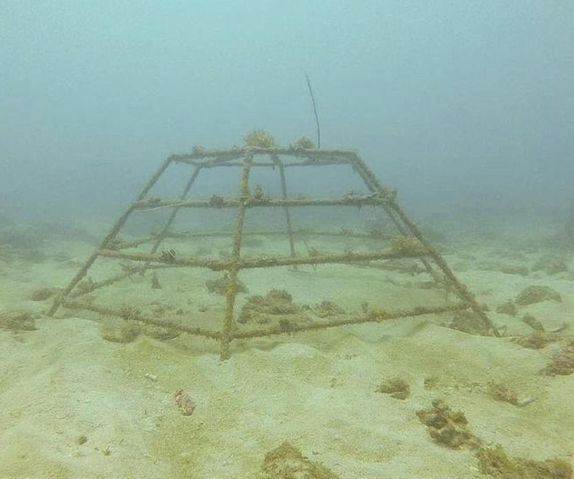Reef Check, Brunei
